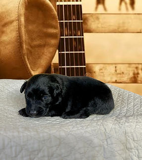 golden retriever aussie puppy