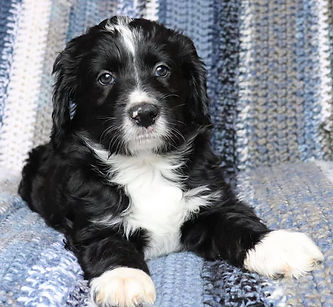 Black Tuxedo Puppy