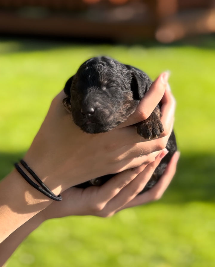 Aussiedoodle puppy for sale
