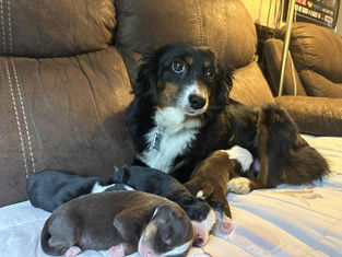 toy australian shepherd