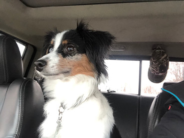Rocket @ 7 months old
