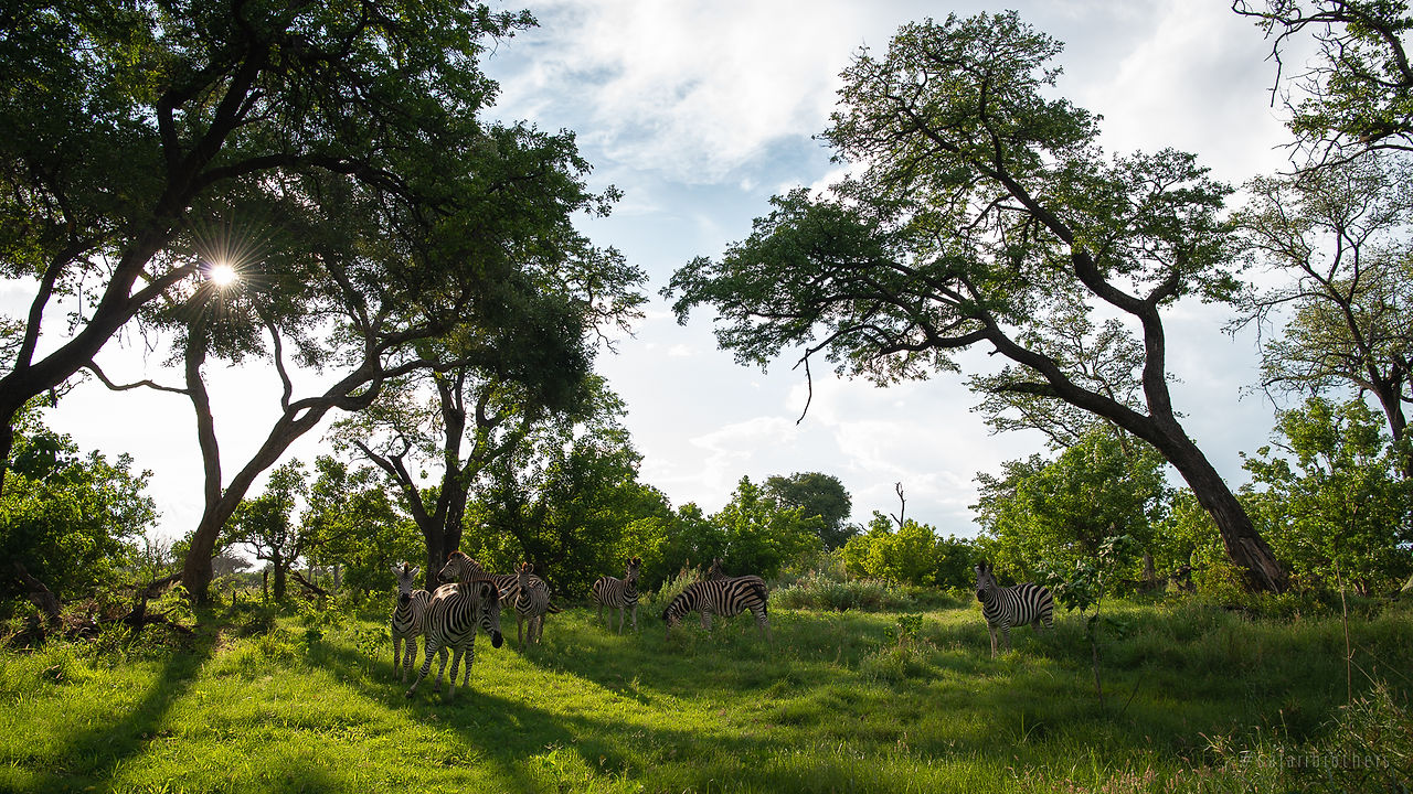 Zebras im Gegenlicht