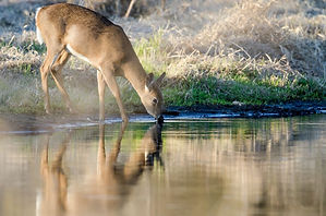 deer drink water