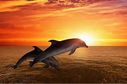 jumping dolphins