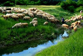 sheep by water