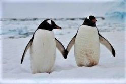 penguin relations
