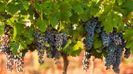 grape bunches.