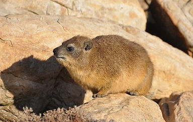 hyrax