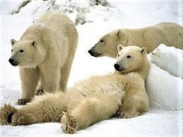 polar chill.
