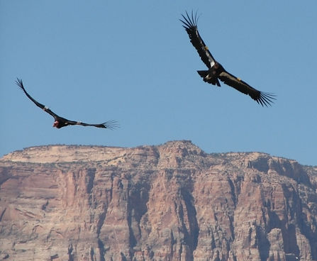 eagle