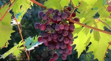 vine