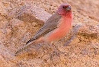 sinai rose finch.jpg