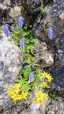 stock flowers.JPG