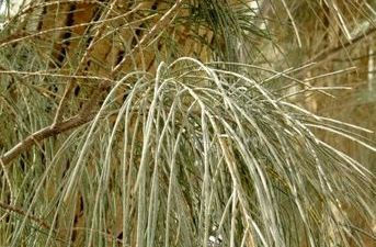 tamarisk-21.jpg