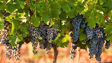 grape bunches.