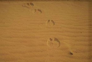 camel print.jpg