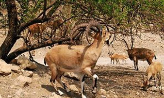 ibex