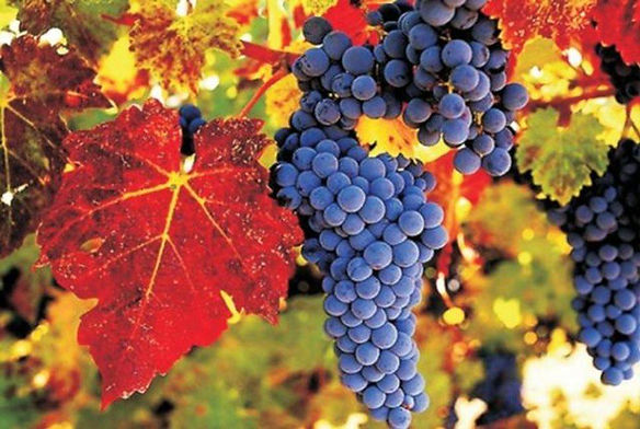grapes-