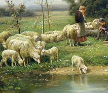 sheep near water