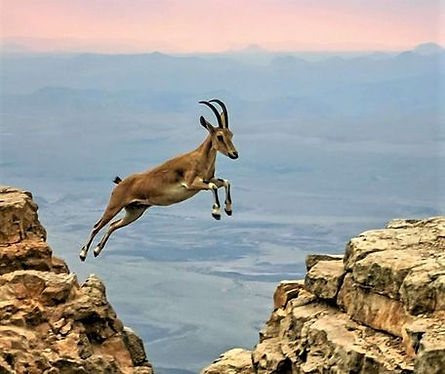 ibex leap.jpg
