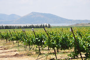 golan vinyard