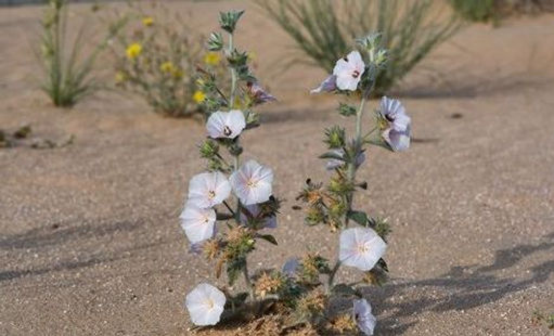 gobi desert morning glory