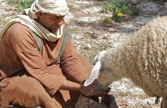 shepherds-sheep.
