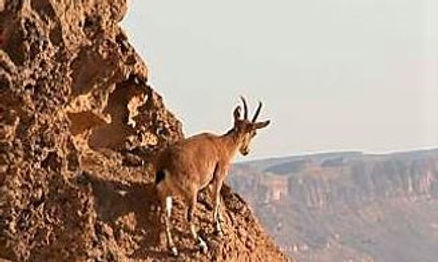 Ibex-on-cliff-.jpg