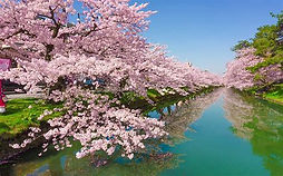 cherry blossom hanging over river bank