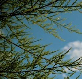 tamarisk fronds.jpg