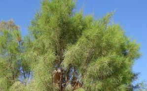 tamarisk fronds