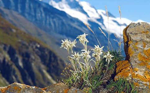 Edelweiss in Valais Switz.
