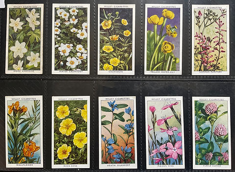 Wills Wild Flowers 2nd Series Cigarette Cards