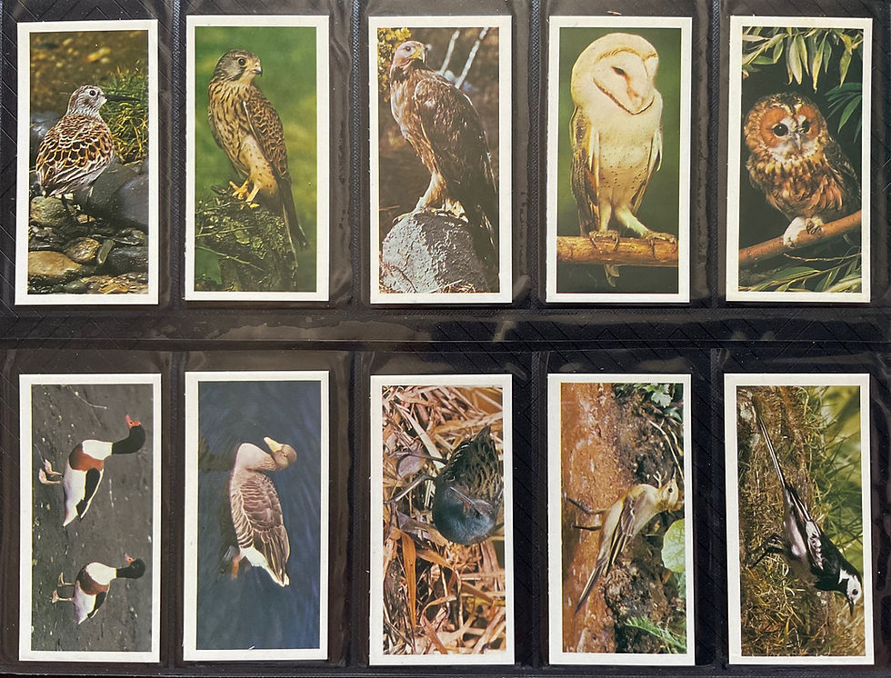 Thumbnail: Carreras Black Cat British Birds Cigarette Cards