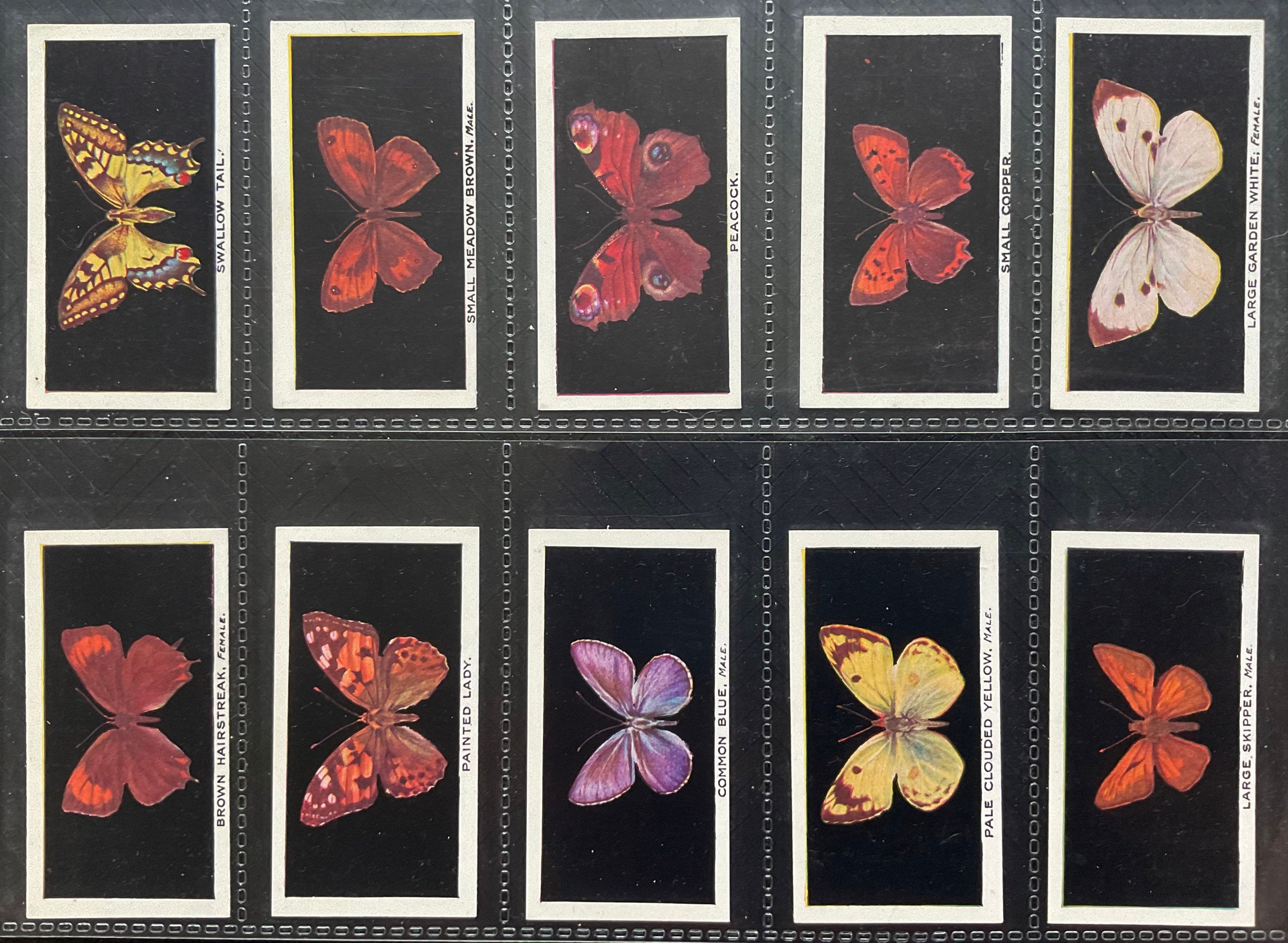 Phillips British Butterflies Cigarette Cards