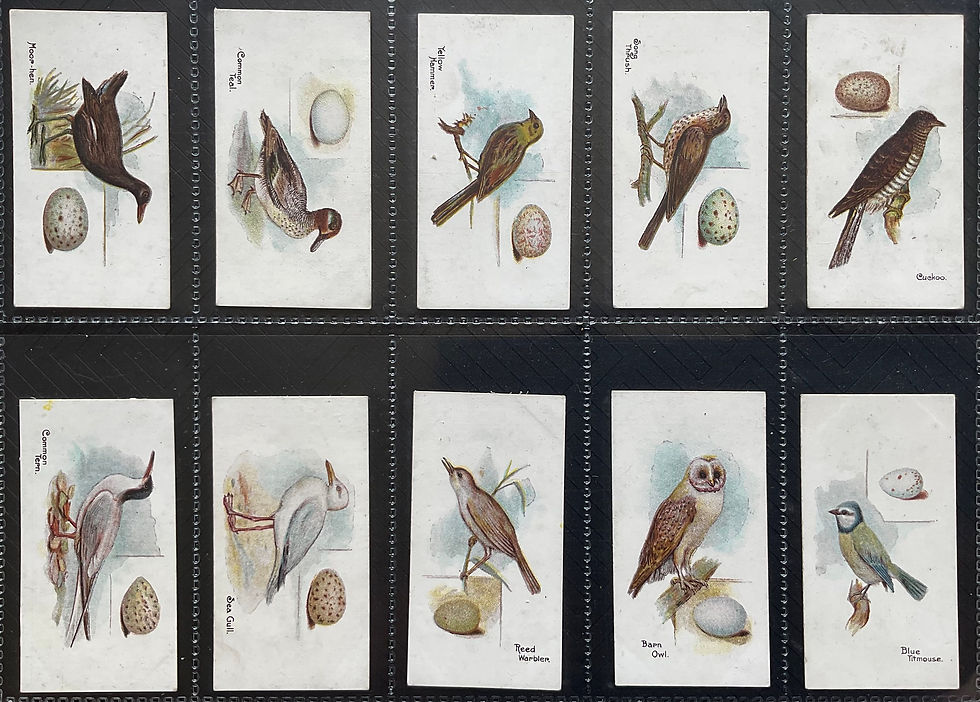 Thumbnail: Lambert & Butler Birds & Eggs Cigarette Cards