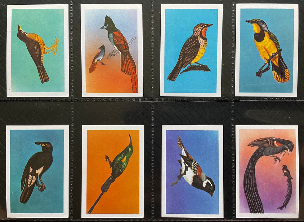 Thumbnail: Beckett Birds Of South Africa Series 2 Trade Cards