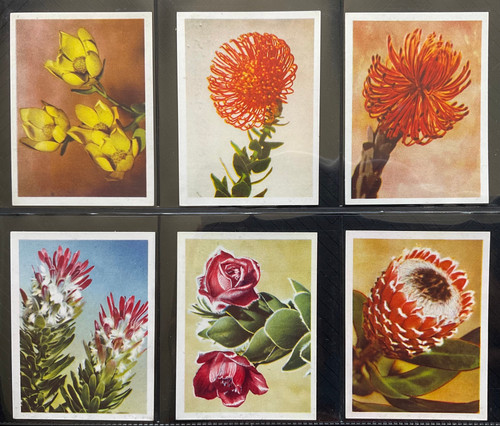our south african flora cigarette cards United Tobacco Co South Africa Our South African Flora Cigarette Cards our south african flora cigarette cards United Tobacco Co South Africa Our South African Flora Cigarette Cards