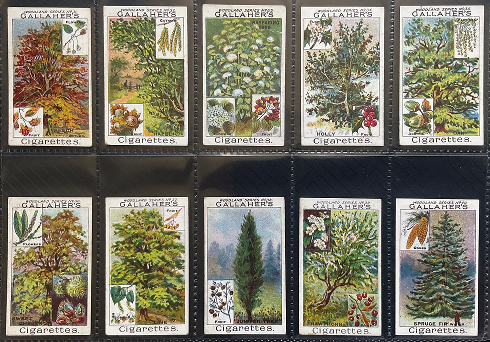 Thumbnail: Gallaher Woodland Trees Series Cigarette Cards
