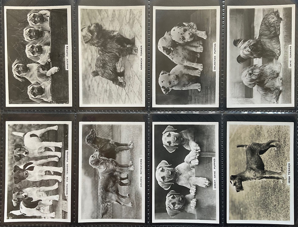 Thumbnail: Pattreiouex Senior Service Dogs Cigarette Cards