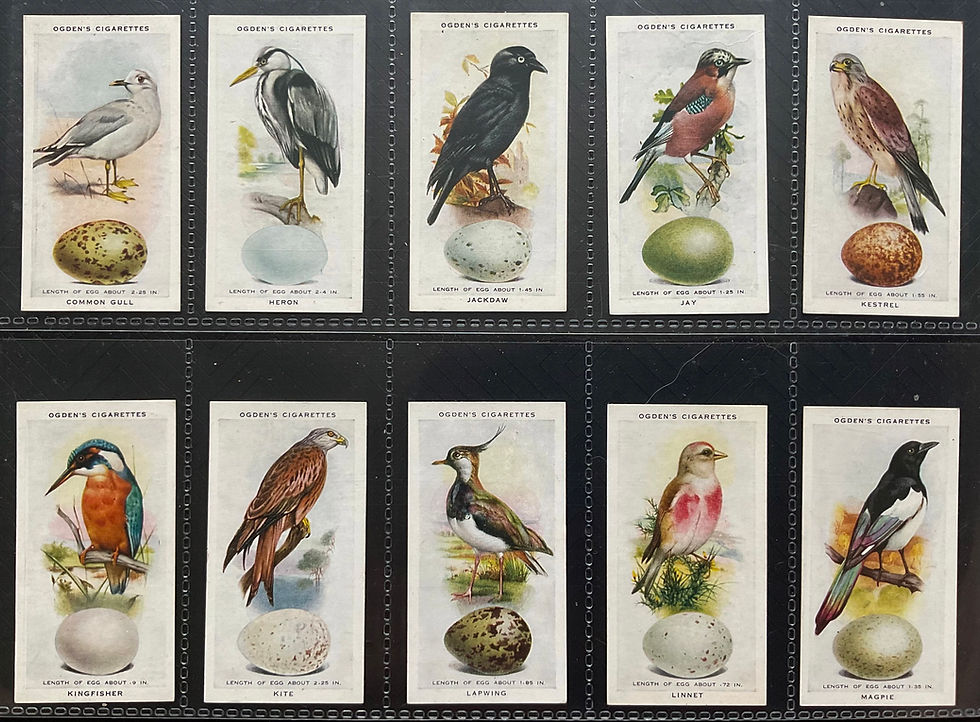 Thumbnail: Ogdens British Birds & Their Eggs Cigarette Cards
