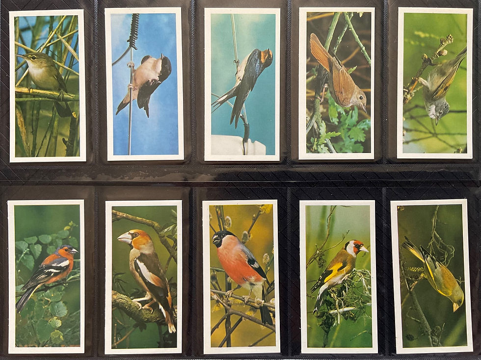 Thumbnail: Carreras Black Cat British Birds Cigarette Cards