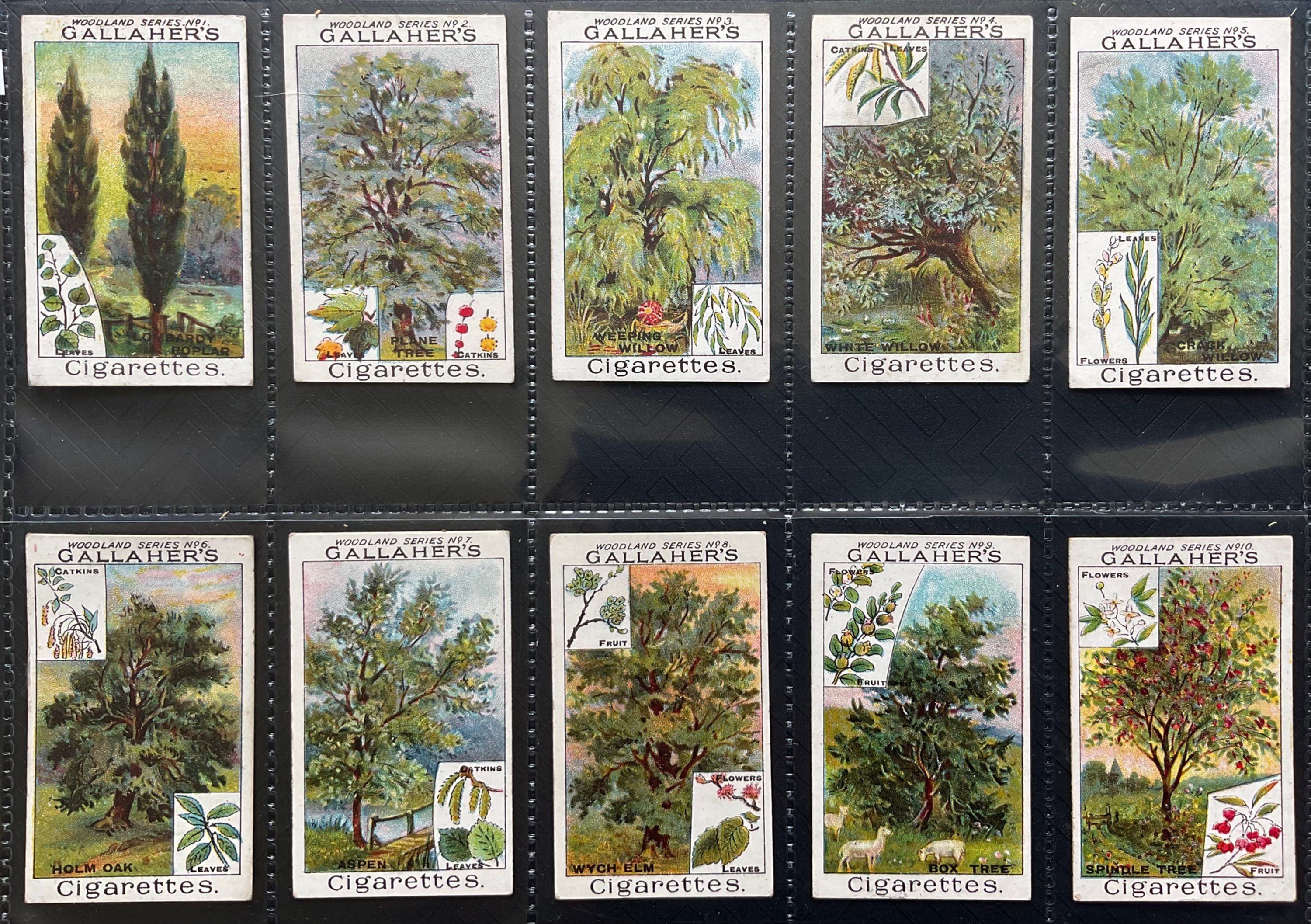Gallaher Woodland Trees Cigarette Cards