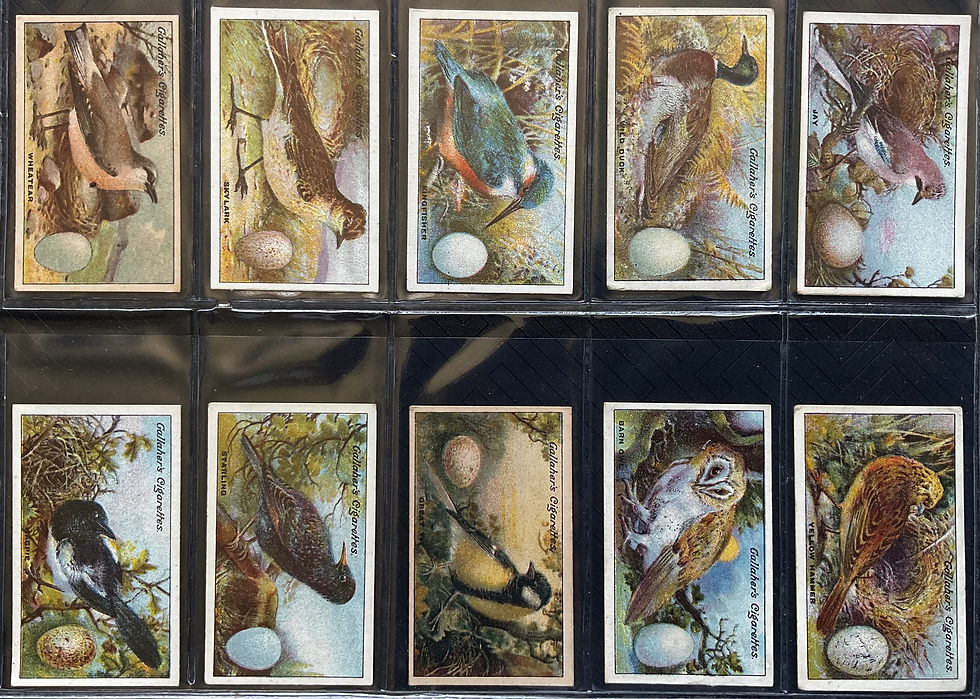Thumbnail: Gallaher Birds Nest & Eggs Cigarette Cards