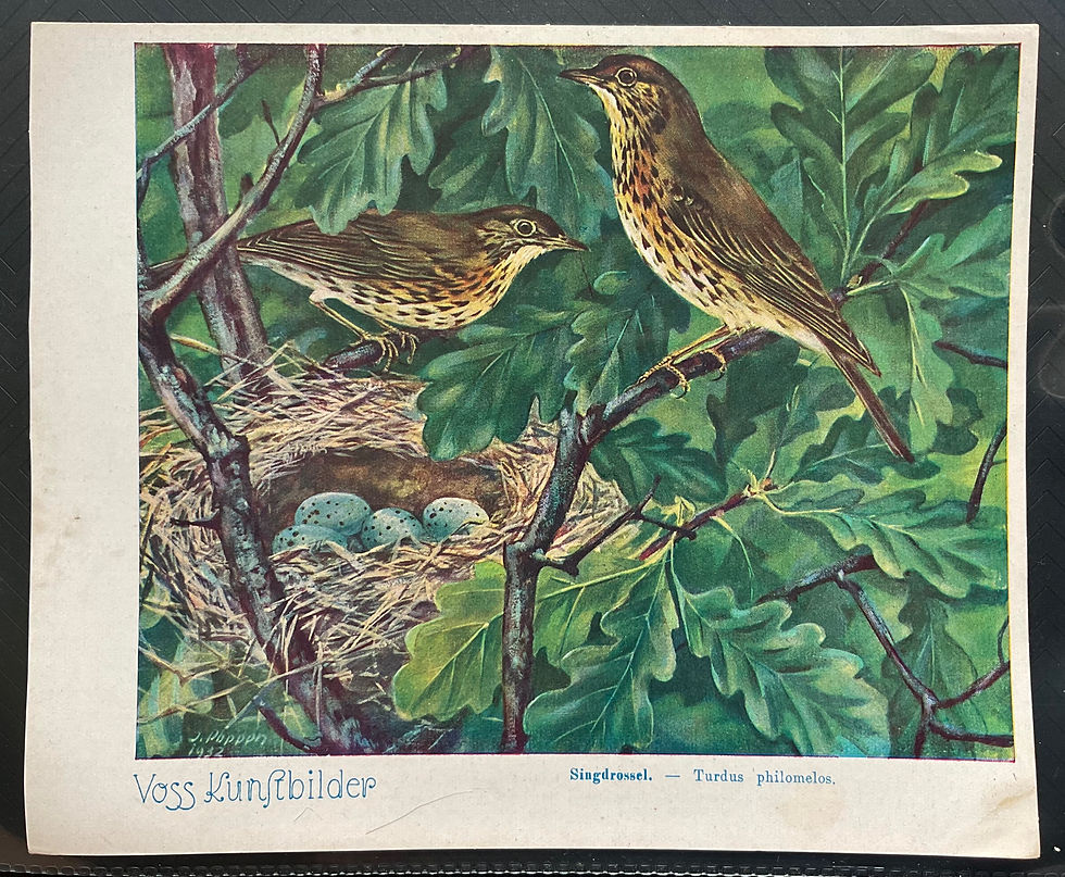 Thumbnail: Voss Margerine The Animal Kingdom German Issue Trade Cards