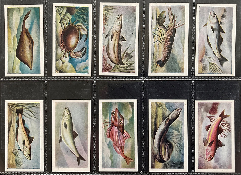 White Fish Authority The Fish We Eat Trade Cards JSCards White Fish Authority The Fish We Eat Trade Cards JSCards