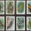 Thumbnail: Church & Dwight Useful Birds Of America Ninth Series Trade Cards
