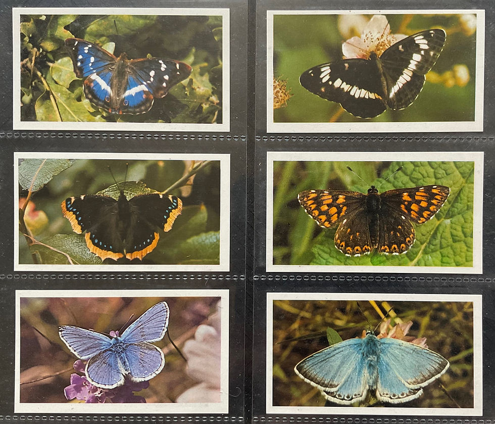 Thumbnail: Players Grandee British Butterflies Cigar Cards