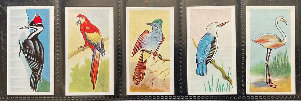 Thumbnail: Sweetule Tropical Birds Confectionary Cards