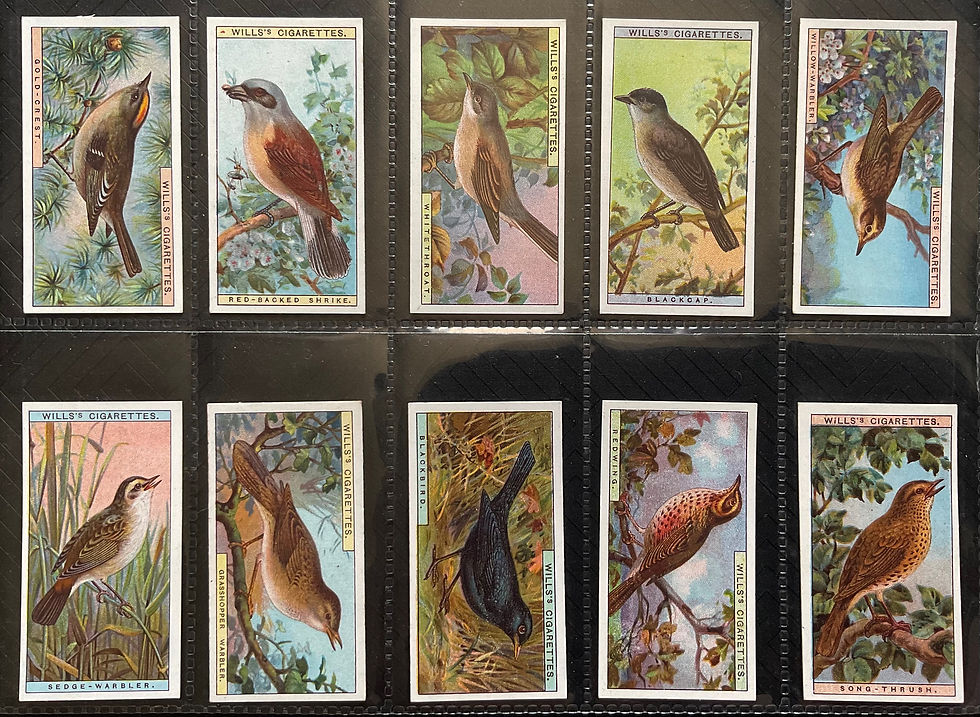 Thumbnail: Wills British Birds Cigarette Cards